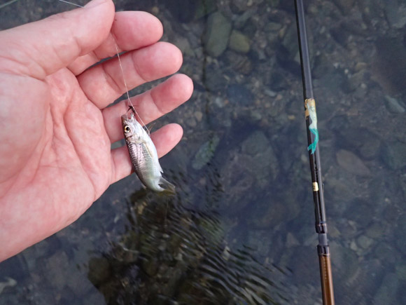 オスが釣れると思ったのに。