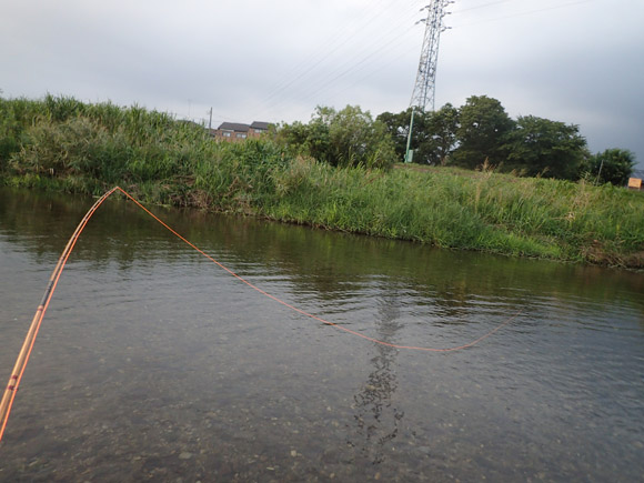 微妙な感じですがいちおう魚かかってます。ラインは4番。こっちのポイントは魚が小さい。ていうか、大きいのがどこ行っちゃったのかわからない。