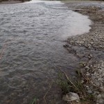 大水の後の荒れた川。魚はいた。