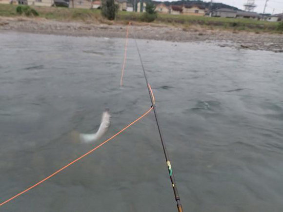 手前のごん太い流れをまたいで、対岸のゆるい瀬からドライフライで出したのは、わたしのウデ。こういう釣りも楽しめるのがオイカワ釣り。