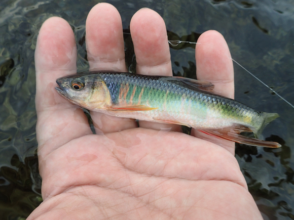 まだ色付きも釣れる。