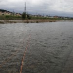 一段落ついたから昼ハヤ。河川改修でこんなにつまらなくされた流れでもオイカワはたくさんいる。そこらへんの人間と魚の事情は104号の「水辺のアルバム」に水口憲哉氏が書いてくれた。あの記事があったから106号のオイカワ特集につながった。こうしてイメージがふくらんで次のテーマへズルズルと勝手につながっていくのが、雑誌づくりの姿勢としては理想的じゃないかと思っています。