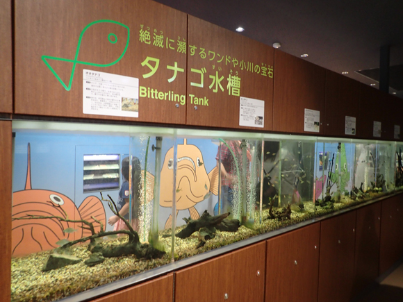 相模原の市立淡水魚水族館へ行った。各種のタナゴが壮観。タガメも。でもこんなに立派なハコ物つくって税金で運営するなら、ふつうに田んぼやため池、ホソのひとつでも残してくれた方が価値があるにナ、生き物も喜ぶのにナ、と思った。