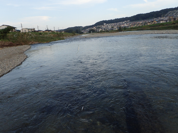 するとこんな風に二匹かかったりする。今日は一荷釣りが三回もあった。