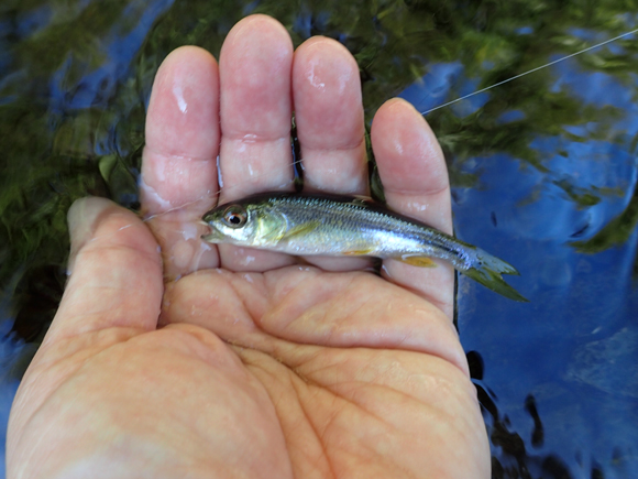 すぐ釣れた。