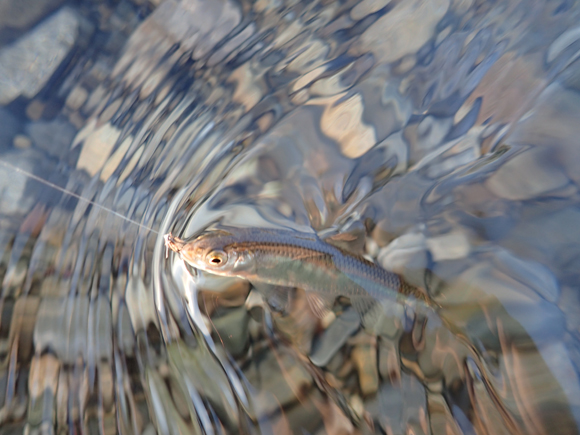 釣れた。真っ昼間はフッキング率低くて苦労したが、陽が傾きかけたらばんばん入れ掛かり。