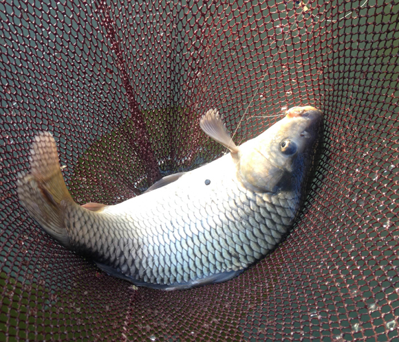 今日は八王子森屋荘でヘラブナみたいに幅広のコイを釣る。昨日は阿佐ヶ谷で金魚を釣った。