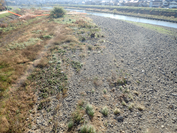 この河原にはどうやら希少な植物が自生していたらしい。