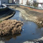 重機が走り回ったあとの湯殿川。雑草が生い茂っていた河岸がつまらない公園みたいにされてしまった。平らになった川にトリさんが集まっている。君らもたいへんだな。