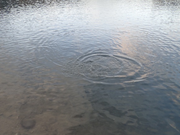 なにかのタイミングでハッチが起こると、とつぜん水面がライズの雨に。そうなるとフライフィッシングの独壇場になる。マシンのように釣る、釣る、釣る。