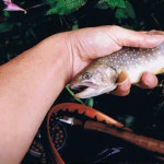 紙焼き一枚目。これはたぶん千曲川川上村のイワナ。魚体を思いきり握ってるのは、まだ20代の前半だったわたしの手。