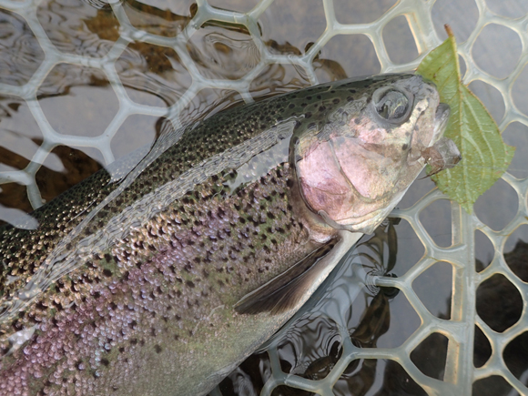 あまりにクロスオーストリッチで釣れるのでマシュマロピューパを半沈みにさせてみるとやっぱり来た。