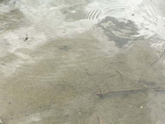 2016年6月14日｜岸際のたまりに体長数ミリの稚魚が群れている。