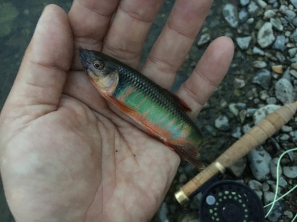 今日のあさ川。一気にオイカワ釣りの最盛期へ突入した。