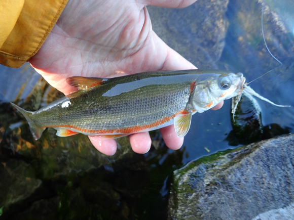 ホンマスを釣った同じフライでウグイも。