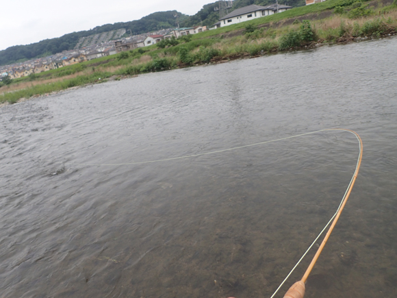 瀬の中でかけると、5フィート9インチ・2番の竹竿がキュンキュン引き込まれる。