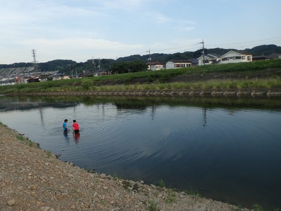 重機で掘ったワンドに子どもがついた。コイ、ナマズも入っている。