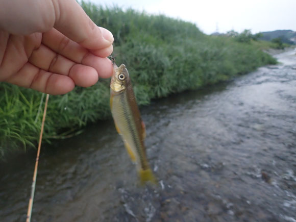 岸際のトロッとした流れからは、カワムツのごごっという魚信がある。ムツは口がでかいので16番くらいでも楽勝。