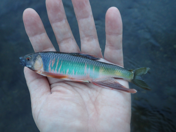 釣れだしたではないか。