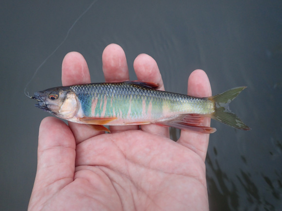 夏は立ち止まらない。釣るならいま。