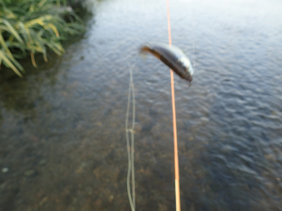 オイカワはとてもよく引く魚だ。キュンッ、キュンッと鋭角的に最後まで突っ込む。糸にぶら下がってからもあきらめず全身で飛び跳ねる。もしオイカワが体長60センチを超えて育つ魚だったら、日本のフライフィッシングはとんでもないことになっていたろう。何しろ数が多いし。ミッジに2番ライン、5フィート台の羽舟竿を使えば相対的なビッグゲームを楽しめる。