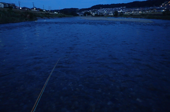 19匹まで追加して午後7時にはこんな感じになって、今日の釣りはさようなら。電話が鳴らなければ（しかも２本も）、30匹いけた。これだけ毎日オイカワ釣ってれば、釣りだって上手くもなるさとも思う。