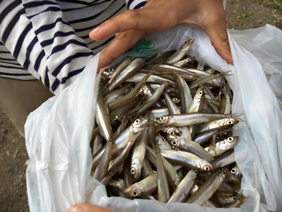 半日で1キロ超。型よし。河口湖のワカサギは一昨年まで5年ほど絶不漁でしたが、去年と今年は絶好調です。河口湖にはブラックバスの漁業権があって、継続的にブラックバスの成魚を大量放流しています。ワカサギの釣れ具合とバスとはあまり関係ないみたい。