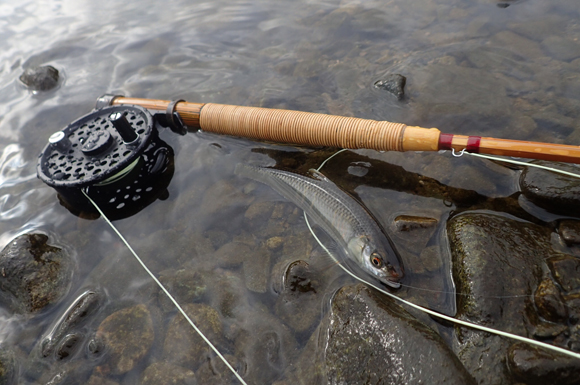 釣りのたのしさに魚の大小はかんけいない。まじで。