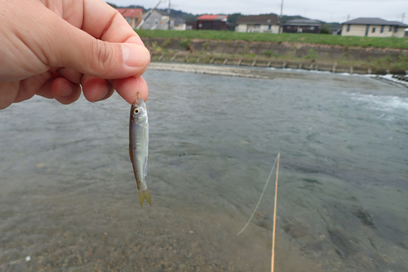 いくらオイカワ釣っても社会の役に立たない。