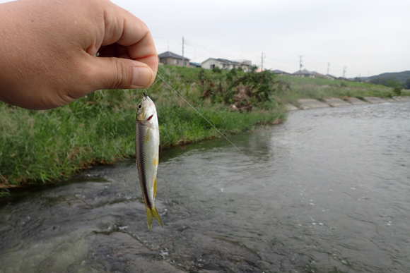 岸寄りのとろっとしたところからはカワムツ。