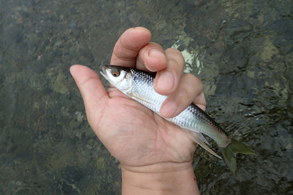 わたしの手は小さいけど、魚もでかい。