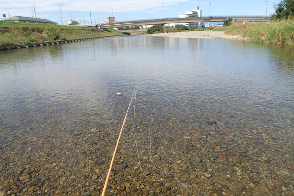 今日はいつもの流れに魚がいない。上流のごく浅い平場にたくさんいた。日によって魚のつき場が全然ちがうのが面白い。