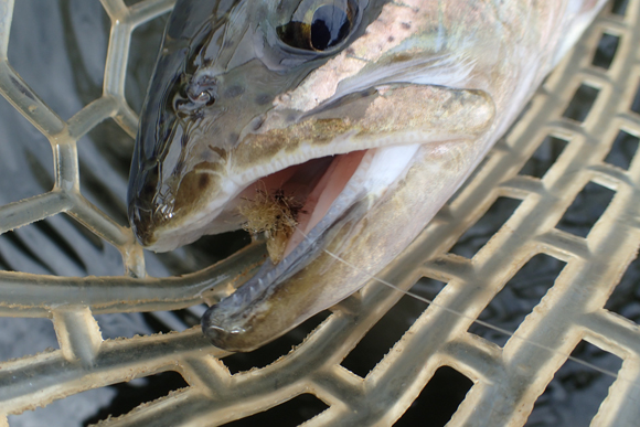 なんで釣れるのか分からないが、マシュマロフライはどこでもよく釣れる。考案者の島崎憲司郎さんが、第98号のマシュマロ特集で解説してくれているが、作った本人にもなんでこんなに釣れるのか本当のところは分かってないと思う。だって人間はマスじゃないから。