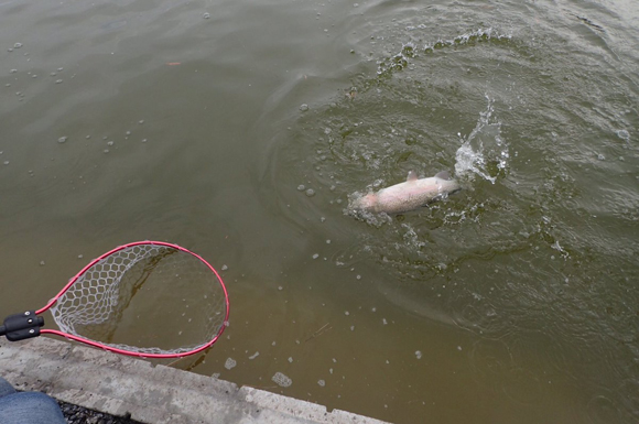 お隣の方が釣ったニジマスだけどこの子はよかった。もうすこし、さらに水温が落ちた頃にまた行きたい。