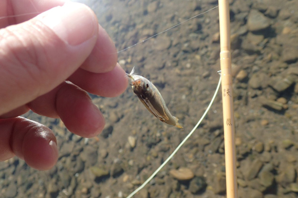 昨日の桐生行きで釣り人ゴコロが触発されたのと、羽舟さんが作ってくれた浅川竿を振りたくなって、今朝ちょっと川へ行ってきた。