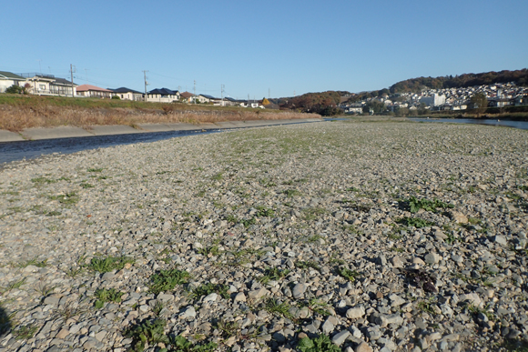 この季節、本流筋でライズを探すのはむずかしい。一カ所でライズ待ちとかありえない。とくに風が吹いている日は。