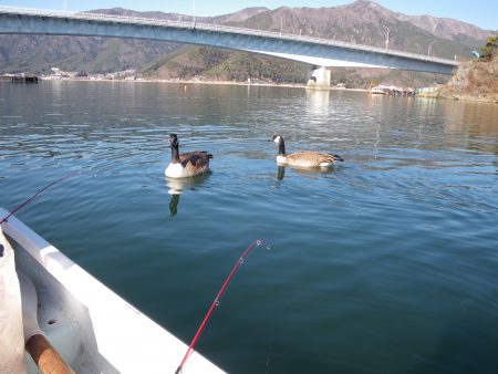 それでもまあワカサギ釣りなら