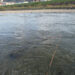 風が強くてライズはない。でもドライやウエットを水面に流せば、きちんとオイカワが顔を出してくれる。ライズが見あたらないからといって、あきらめないこと。