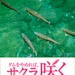 桜鱒の棲む川